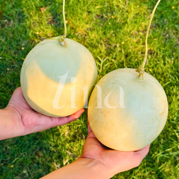 Dưa Sữa Nhật